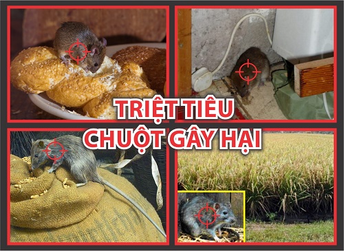 Tự diệt chuột tại nhà - Cà phê học thuật